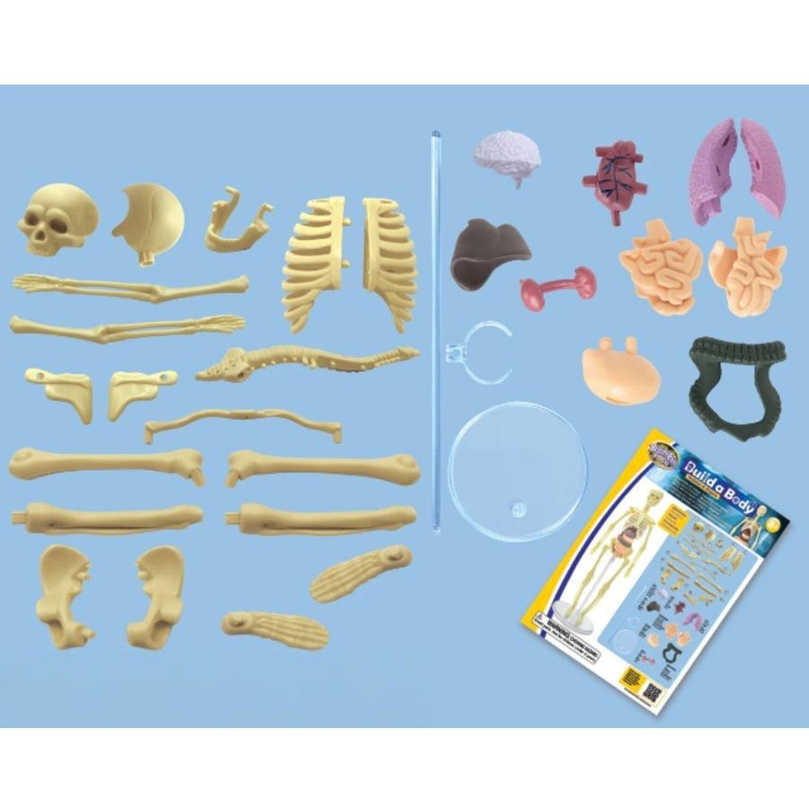 Build a Body