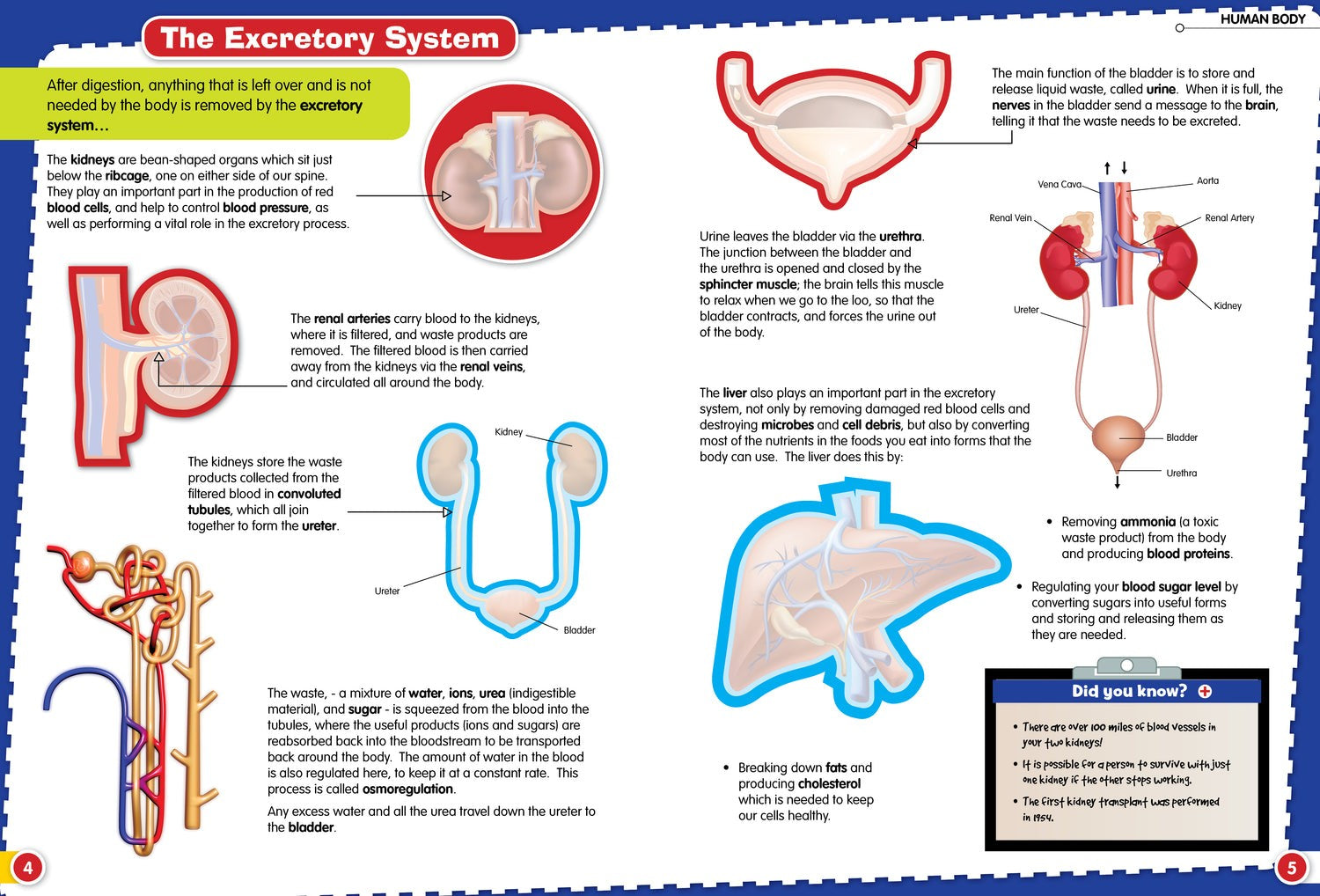 FunFacts - Sticker Activity Book - Human Body