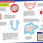 FunFacts - Sticker Activity Book - Human Body
