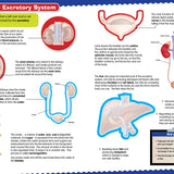 FunFacts - Sticker Activity Book - Human Body