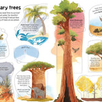 Usborne Flap Bk: See Inside Trees (N/E)