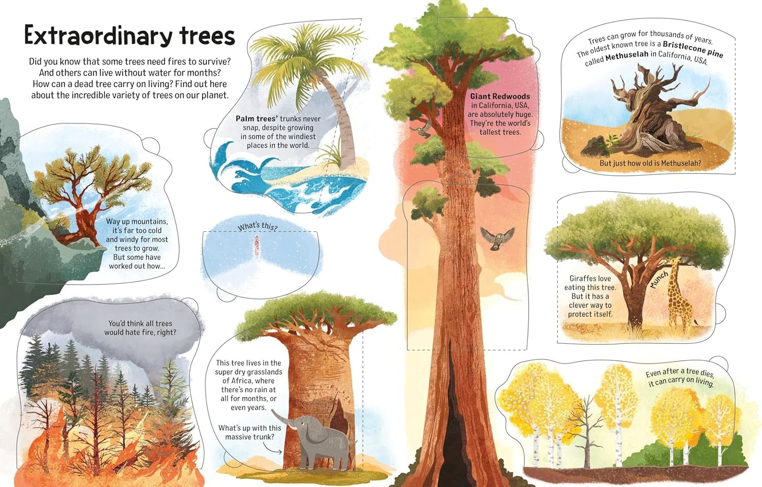 Usborne Flap Bk: See Inside Trees (N/E)