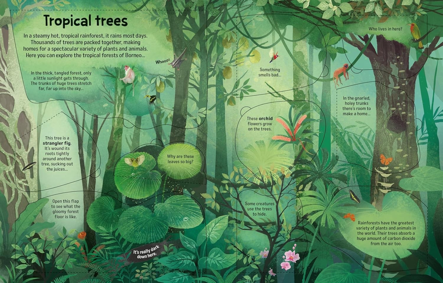 Usborne Flap Bk: See Inside Trees (N/E)